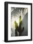 Socal Shadows-Bethany Young-Framed Photographic Print