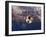 Soccer Ball Going Into Goal Net-Randy Faris-Framed Photographic Print