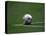 Soccer Ball in Corner Kick Position-Paul Sutton-Stretched Canvas