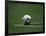 Soccer Ball in Corner Kick Position-Paul Sutton-Framed Photographic Print