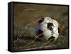 Soccer Ball in Net-null-Framed Stretched Canvas