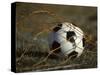 Soccer Ball in Net-null-Stretched Canvas