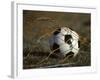 Soccer Ball in Net-null-Framed Photographic Print