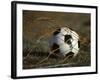 Soccer Ball in Net-null-Framed Photographic Print