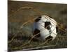 Soccer Ball in Net-null-Mounted Photographic Print