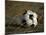 Soccer Ball in Net-null-Mounted Photographic Print