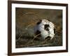 Soccer Ball in Net-null-Framed Photographic Print