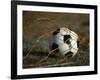 Soccer Ball in Net-null-Framed Photographic Print