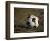 Soccer Ball in Net-null-Framed Photographic Print