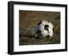 Soccer Ball in Net-null-Framed Photographic Print