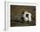 Soccer Ball in Net-null-Framed Photographic Print