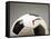 Soccer ball-Paul Taylor-Framed Stretched Canvas