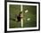 Soccer Goalie in Action-null-Framed Photographic Print