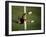 Soccer Goalie in Action-null-Framed Photographic Print