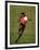 Soccer Player in Action-null-Framed Photographic Print