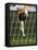 Soccer Player Kicking a Soccer Ball-null-Framed Stretched Canvas
