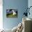 Soccer Player Kicking Ball-Randy Faris-Photographic Print displayed on a wall