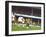 Soccer Star Pele in Action During World Cup Competition-null-Framed Premium Photographic Print