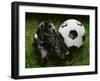 Soccer Still Life-null-Framed Premium Photographic Print