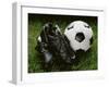 Soccer Still Life-null-Framed Premium Photographic Print