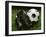 Soccer Still Life-null-Framed Photographic Print