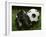 Soccer Still Life-null-Framed Photographic Print