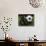 Soccer Still Life-null-Photographic Print displayed on a wall