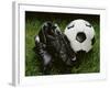 Soccer Still Life-null-Framed Photographic Print