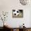 Soccer-Todd Williams-Art Print displayed on a wall