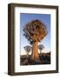 Sociable weaver nest in quiver tree Quiver tree forest, Keetmanshoop, Namibia-Ann & Steve Toon-Framed Photographic Print