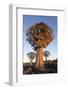 Sociable weaver nest in quiver tree Quiver tree forest, Keetmanshoop, Namibia-Ann & Steve Toon-Framed Photographic Print