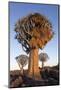 Sociable weaver nest in quiver tree Quiver tree forest, Keetmanshoop, Namibia-Ann & Steve Toon-Mounted Photographic Print