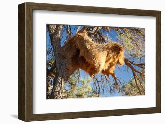 Sociable Weavers Big Nest. Namibia. Africa.-Lucas de Max-Framed Photographic Print