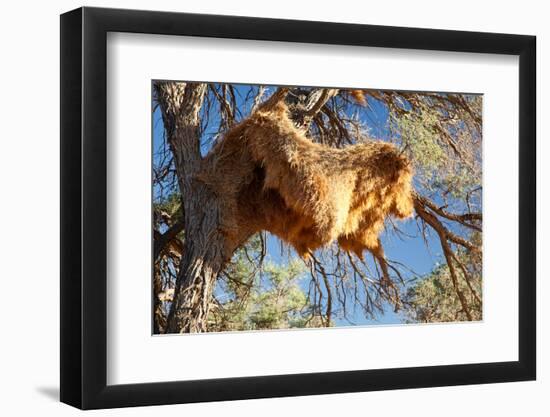 Sociable Weavers Big Nest. Namibia. Africa.-Lucas de Max-Framed Photographic Print