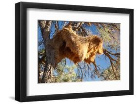 Sociable Weavers Big Nest. Namibia. Africa.-Lucas de Max-Framed Photographic Print