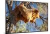 Sociable Weavers Big Nest. Namibia. Africa.-Lucas de Max-Mounted Photographic Print