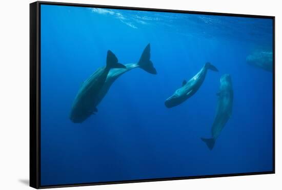 Social Behavior of Sperm Whale-Reinhard Dirscherl-Framed Stretched Canvas