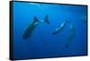 Social Behavior of Sperm Whale-Reinhard Dirscherl-Framed Stretched Canvas