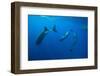 Social Behavior of Sperm Whale-Reinhard Dirscherl-Framed Photographic Print