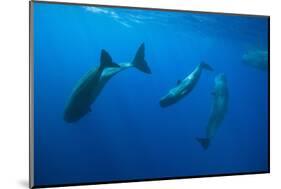 Social Behavior of Sperm Whale-Reinhard Dirscherl-Mounted Photographic Print