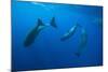 Social Behavior of Sperm Whale-Reinhard Dirscherl-Mounted Photographic Print