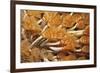 Social Feather Duster Worm (Bispira Brunnea) Cancun National Park, Caribbean Sea, Mexico, July-Claudio Contreras-Framed Photographic Print