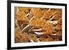 Social Feather Duster Worm (Bispira Brunnea) Cancun National Park, Caribbean Sea, Mexico, July-Claudio Contreras-Framed Photographic Print