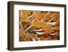 Social Feather Duster Worm (Bispira Brunnea) Cancun National Park, Caribbean Sea, Mexico, July-Claudio Contreras-Framed Photographic Print