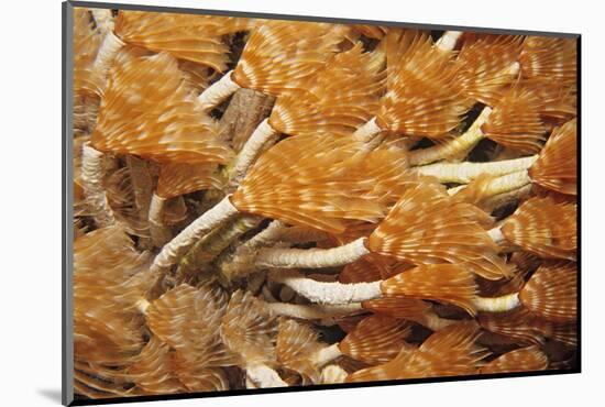 Social Feather Duster Worm (Bispira Brunnea) Cancun National Park, Caribbean Sea, Mexico, July-Claudio Contreras-Mounted Photographic Print