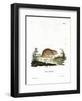 Social Vole-null-Framed Premium Giclee Print