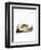 Social Vole-null-Framed Premium Giclee Print