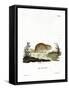 Social Vole-null-Framed Stretched Canvas