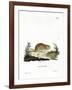 Social Vole-null-Framed Giclee Print