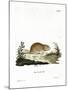 Social Vole-null-Mounted Giclee Print